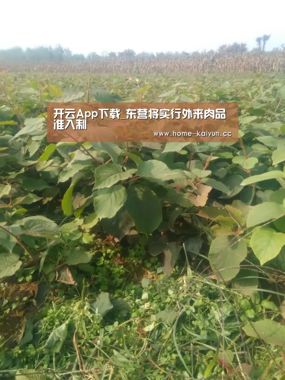 开云体育下载